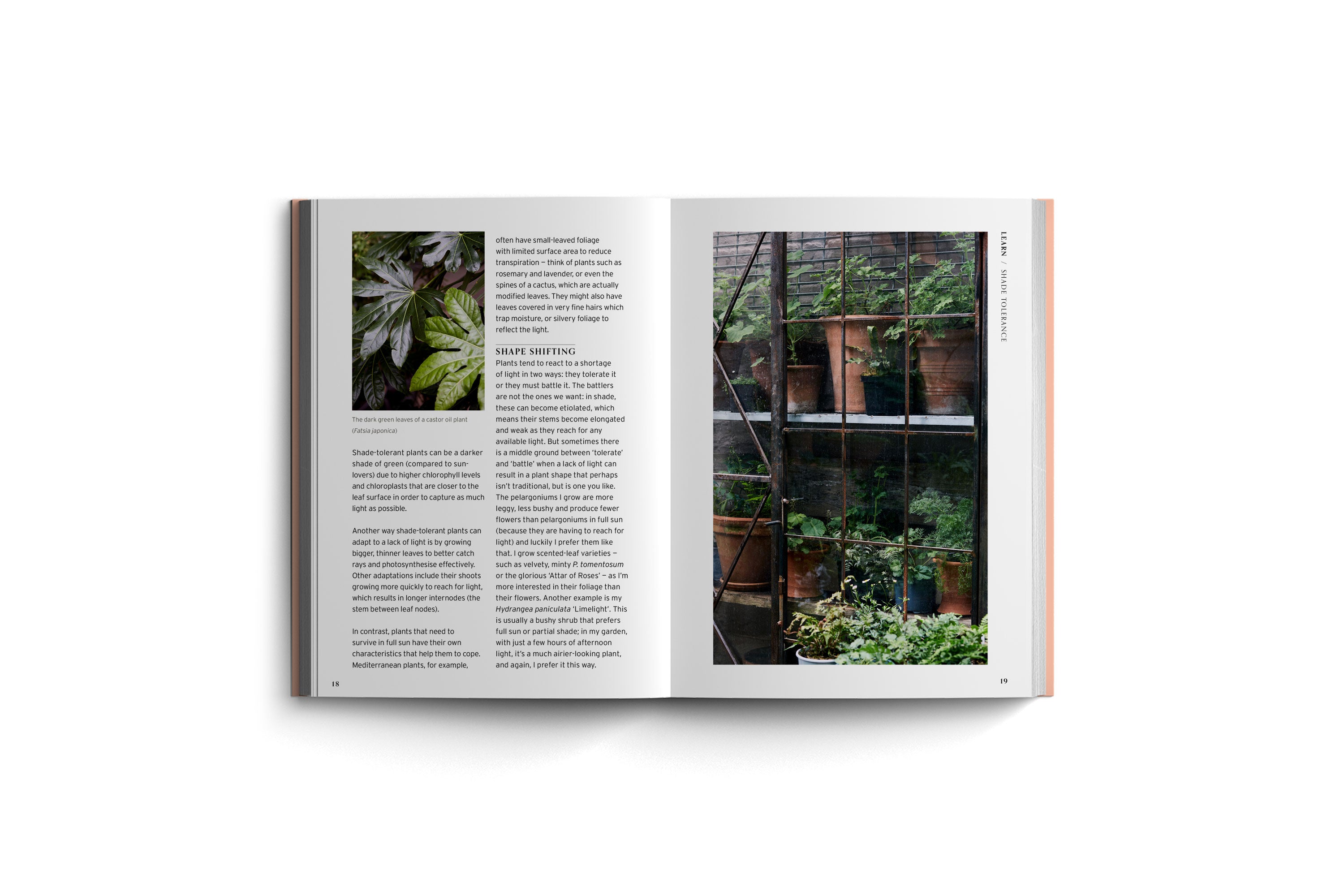 Thriving in Shade: A Planting Handbook
