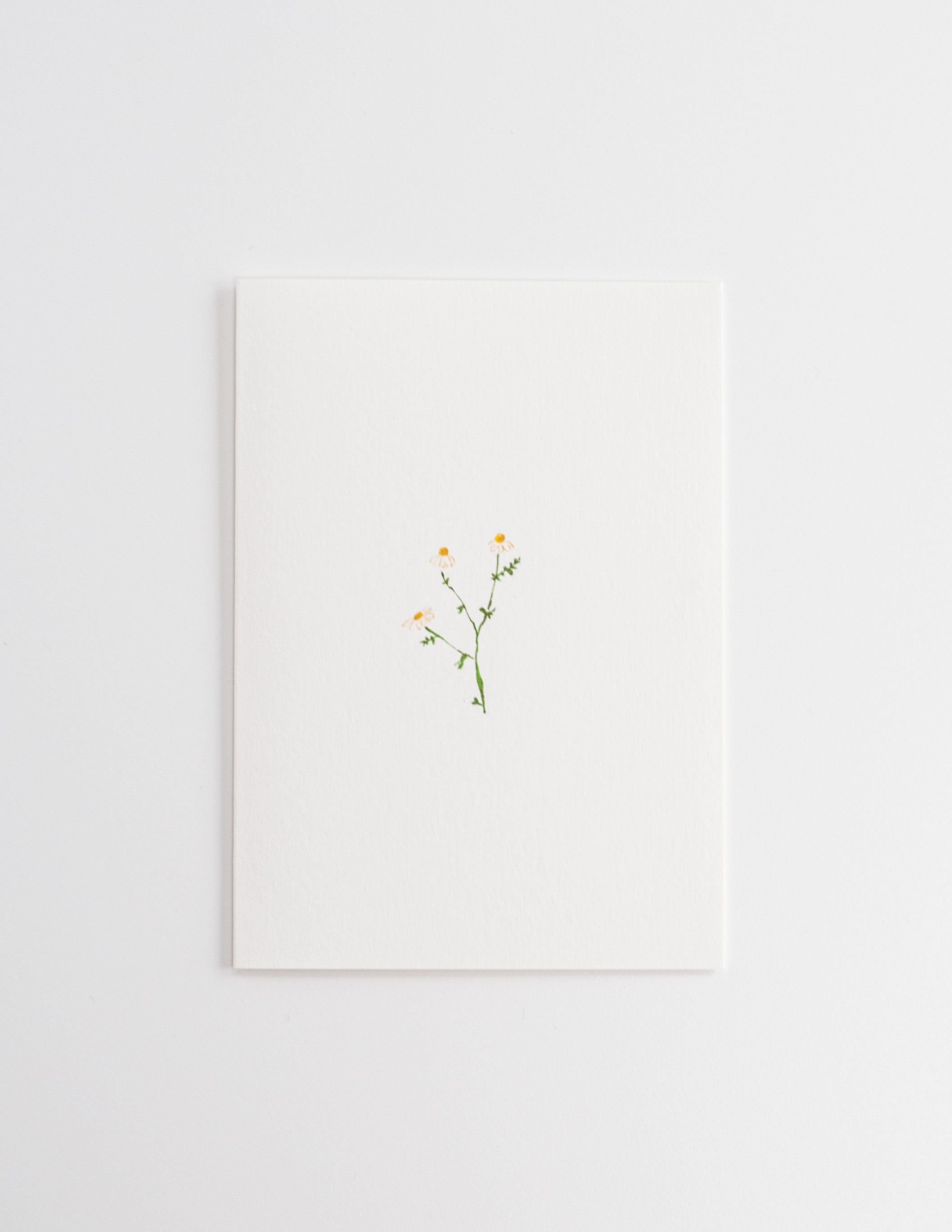 Little Chamomile. Illustrated Greetings Card
