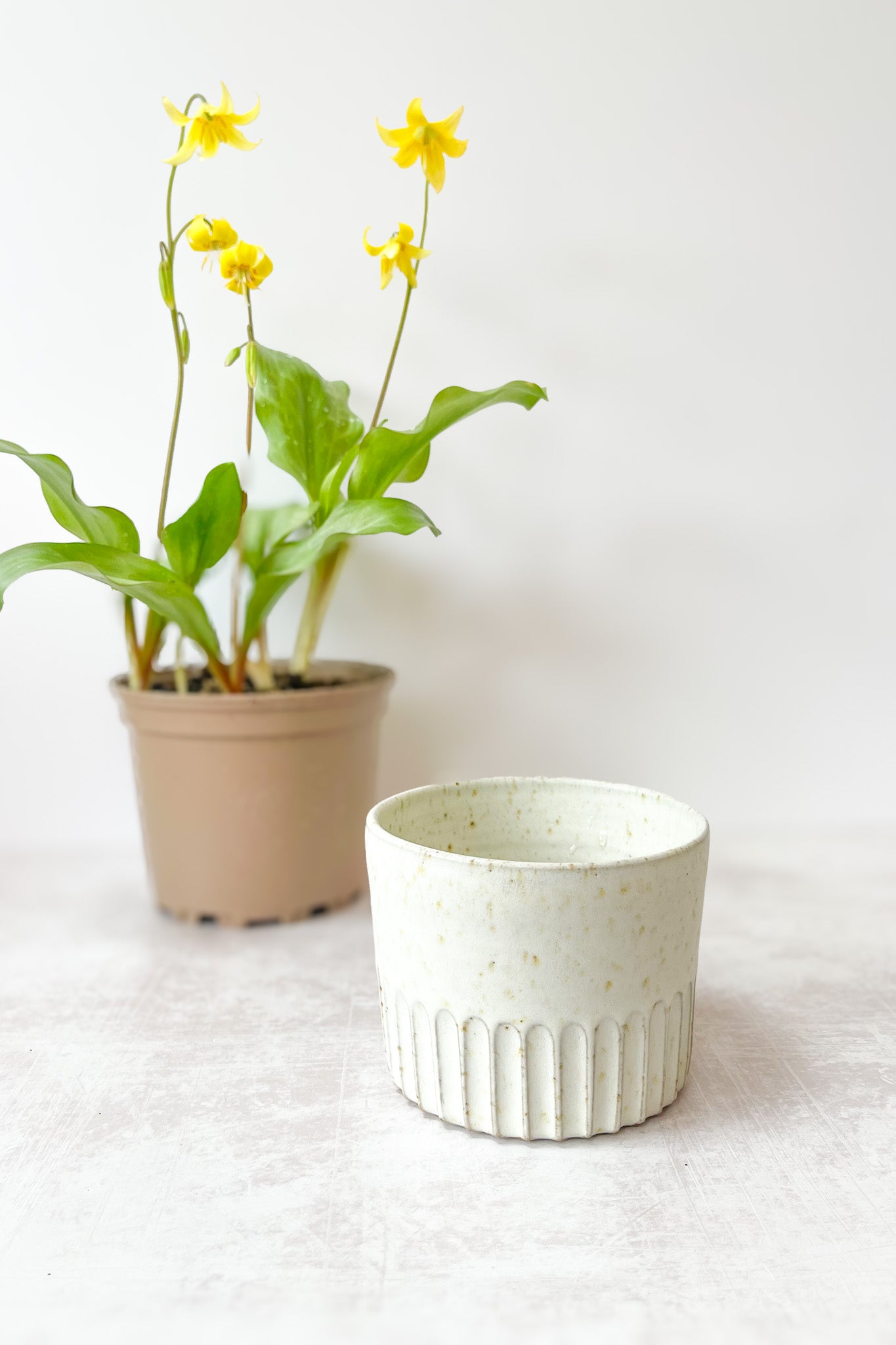 White textured ceramic cup and potted plant with yellow flowers on a light background